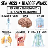 Seamoss Capsules w/ Bladderwrack  TheFlowerPotLLC   